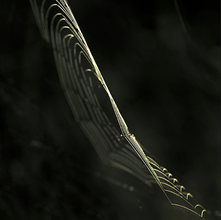 'The tenor of fall…' 1