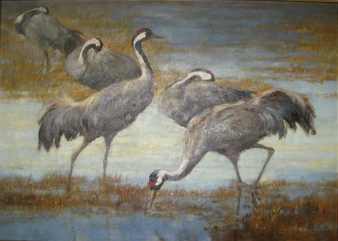 Cranes - Warta backwaters
