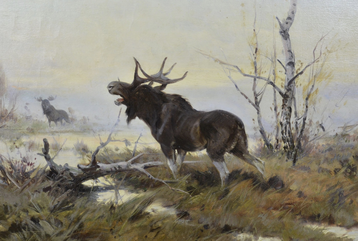 Elks in the wetlands
