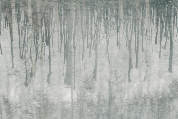 'Winter Forest'