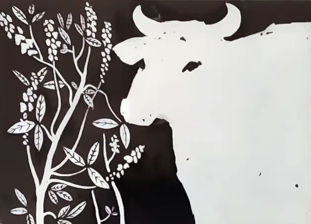From the series "Cows"